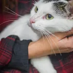 Kot do adopcji, Jelenia Góra, 1 kwietnia 2017