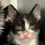 Kot do adopcji, Włocławek, 29 października 2023