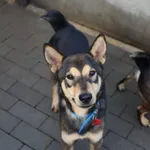 Pies do adopcji, Częstochowa, 9 września 2023