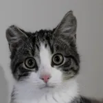 Kot do adopcji, Olsztyn, 6 października 2023