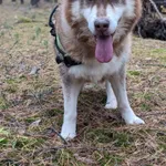 Pies do adopcji, Zielona Góra, 30 października 2023