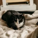 Kot do adopcji, Czartki, 31 października 2023