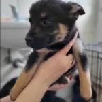 Pies do adopcji, Grudziądz, 30 października 2023