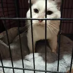 Kot do adopcji, Młodolino, 30 października 2023