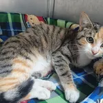 Kot do adopcji, Racławice, 1 listopada 2023