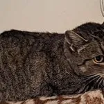 Kot do adopcji, Oborniki, 5 października 2023