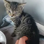 Kot do adopcji, Racławice, 31 października 2023