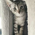 Kot do adopcji, Zielona Góra, 4 listopada 2023