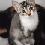 Kot do adopcji, Zielona Góra, 4 listopada 2023