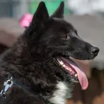 Pies do adopcji, Wysocko Wielkie, 5 listopada 2023