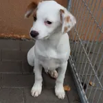 Pies do adopcji, Częstochowa, 7 września 2023