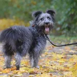 Znaleziono psa, Toruń, 6 października 2023
