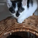 Kot do adopcji, Orzechowce, 3 listopada 2023