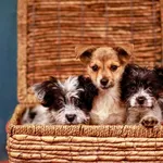 Pies do adopcji, Elbląg, 3 listopada 2023