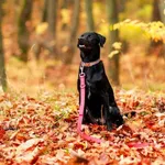 Pies do adopcji, Elbląg, 4 listopada 2023