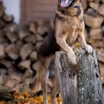 Baron - piękny, przyjazny OWCZAREK do adopcji!