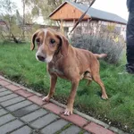 Znaleziono psa, Młodolino, 6 listopada 2023