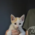 Kot do adopcji, Chełmek, 25 sierpnia 2023