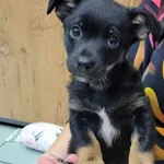 Pies do adopcji, Piła, 10 października 2023