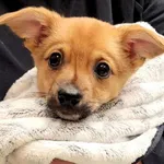 Pies do adopcji, Piła, 10 października 2023