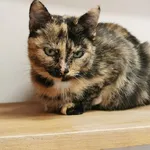 Kot do adopcji, Tychy, 3 października 2023