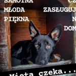 Pies do adopcji, Korabiewice, 11 listopada 2023