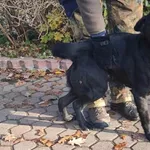 Znaleziono psa, Toruń, 11 listopada 2023