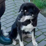 Znaleziono psa, Tatary, 2 listopada 2023