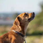 Pies do adopcji, Wysocko Wielkie, 12 listopada 2023