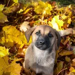 Pies do adopcji, Rzeszów, 14 listopada 2023