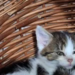 Kot do adopcji, Orzechowce, 13 listopada 2023