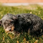 Szorstek 616093902277344