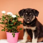 Pies do adopcji, Elbląg, 13 listopada 2023