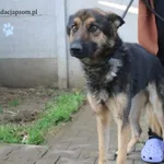 Pies do adopcji, Nowy Dwór Mazowiecki, 3 listopada 2023