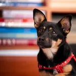 Nakolankowa, nieśmiała Krajeczka szuka domu!