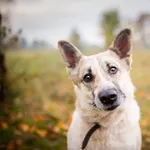 Szara - żywe srebro do pokochania!