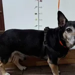 Znaleziono psa, Piekary Śląskie, 10 listopada 2023