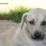 Pies do adopcji, Nowy Dwór Mazowiecki, 29 października 2023