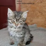 Kot do adopcji, Nowy Dwór Mazowiecki, 14 listopada 2023