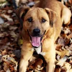 Pies do adopcji, Dłużyna Górna, 16 listopada 2023
