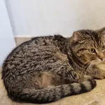 Kot do adopcji, Świdnica, 17 października 2023