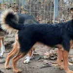Znaleziono psa, Pieckowo, 13 listopada 2023