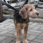 Znaleziono psa, Łódź, 16 listopada 2023