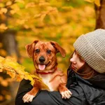 Pies do adopcji, Elbląg, 20 października 2023