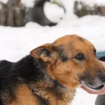 Znaleziono psa, Olsztyn, 6 listopada 2023