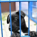 Pies do adopcji, Tychy, 11 października 2023