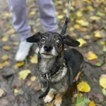 Pies do adopcji, Kielce, 16 listopada 2023