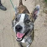 Tyson