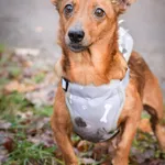 Pies do adopcji, Zielona Góra, 17 listopada 2023