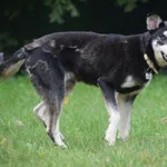Znaleziono psa, Toruń, 24 września 2023